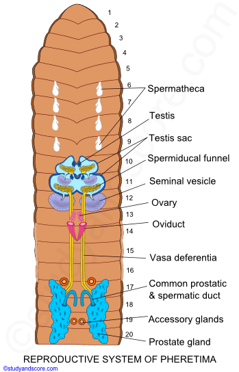 Earthworm reproduction, Earthworm reproductive system, male reproductive system, female reproductive system, spermathecae, copulation, cocoon formation